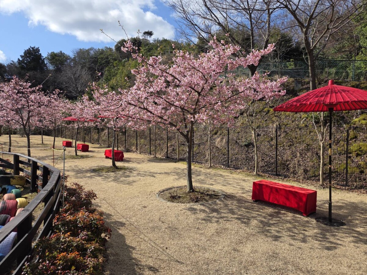 🌸桜情報 4月12日更新 - 日本三景 天橋立ビューランド